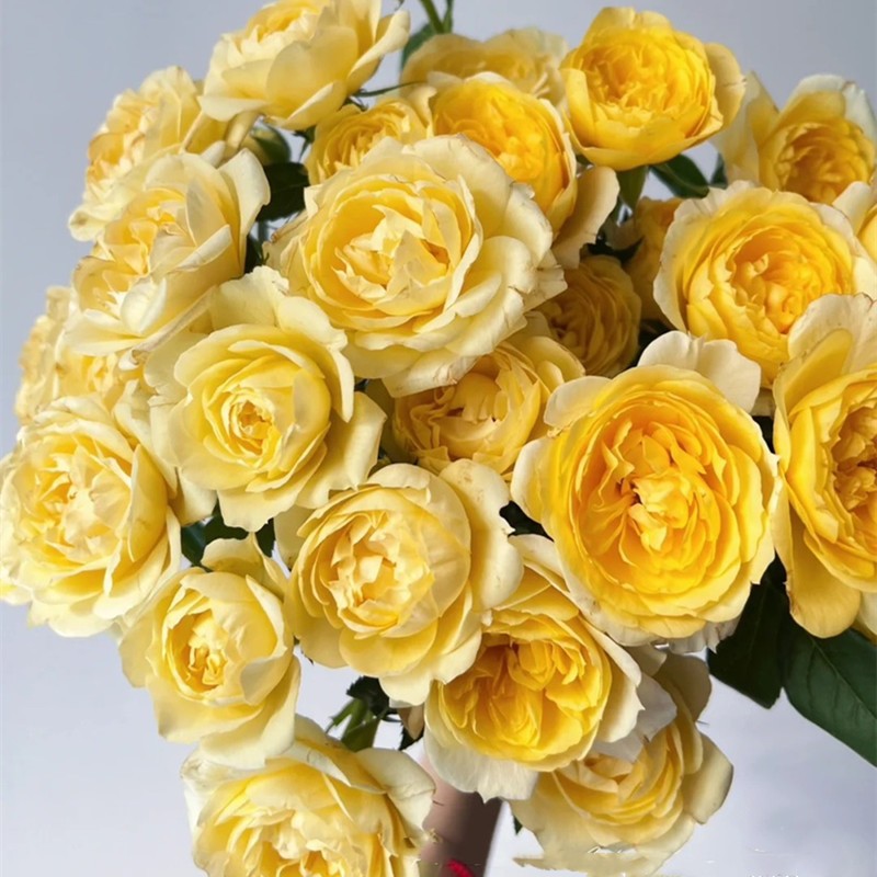柠檬汁阳台月季花苗多头丰花玫瑰明亮温暖的黄色阳台庭院花卉盆栽