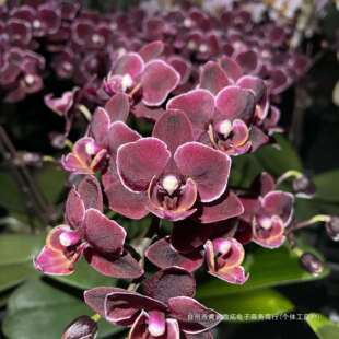 【美琪黑天使】蝴蝶兰室内 客厅花卉绿植盆栽好养活四季开花绢花