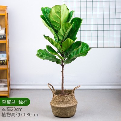 琴叶榕盆栽客厅室内大型绿色植物橡皮树H大叶四季好养耐阴小棒棒