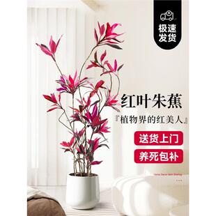 红叶朱蕉盆栽大型绿植办公室内客厅落地式真花吸甲醛旺宅四季常青