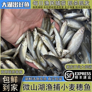 微山湖小麦穗鱼新鲜活鱼现杀生态小河鱼罗汉鱼油炸杂鱼淡水鱼顺丰