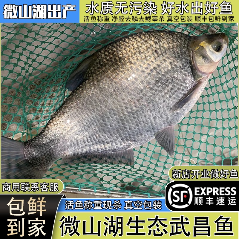 微山湖生态武昌鱼新鲜活杀发顺丰