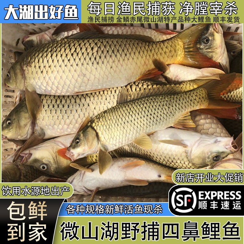 微山湖原生态野捕四鼻大鲤鱼正宗金鳞赤尾大野鱼淡水鱼鲜活鱼现杀