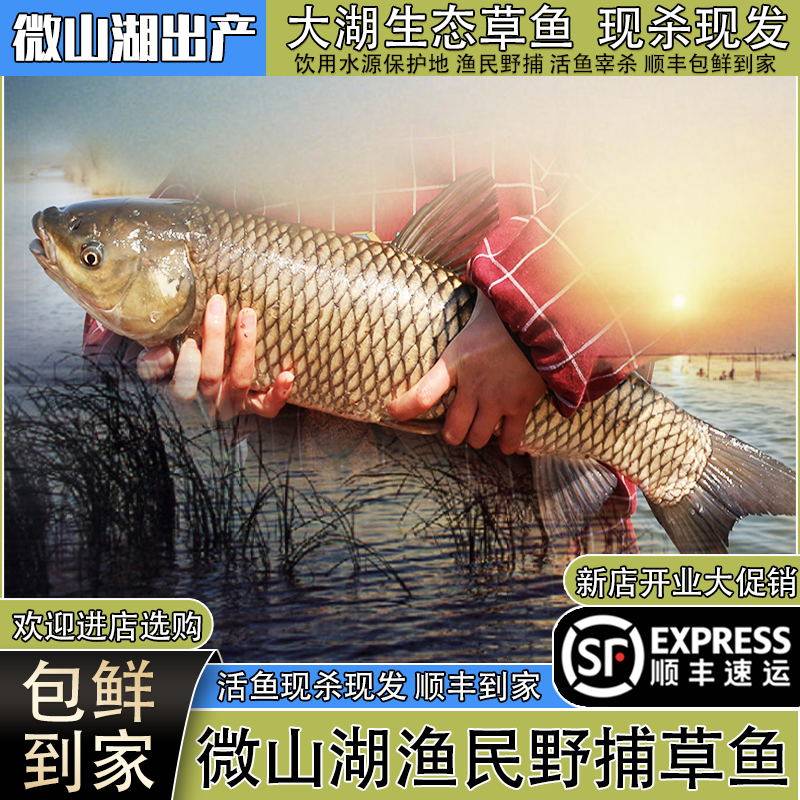 微山湖生态新鲜草鱼厚子鱼现捕芦苇鱼鲜活鱼现杀草混子草鱼片顺丰