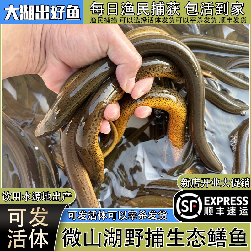 微山湖野捕黄鳝鱼活体发货包活新鲜活鱼现杀长鱼去骨鳝片鳝段顺丰