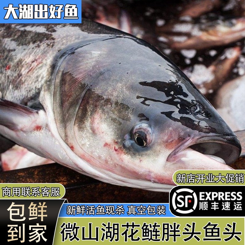 微山湖新鲜现杀胖头鱼头花鲢鱼头