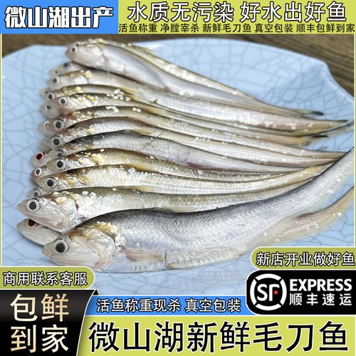 微山湖原生态毛刀鱼野捕新鲜顺丰