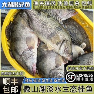 微山湖野捕生态桂鱼鳜鱼新鲜活鱼现杀季花鱼鳌花鱼桂花鱼顺丰包鲜