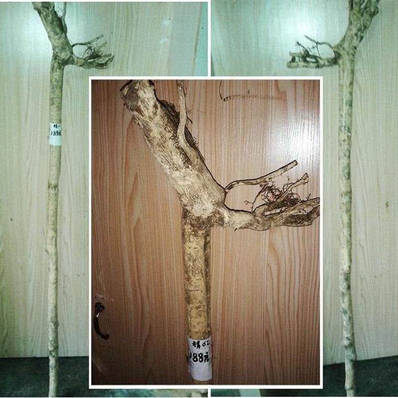 湖北材料的黄杨木 珍珠黄杨 小叶黄杨 瓜子黄杨 木拐杖神农架原木