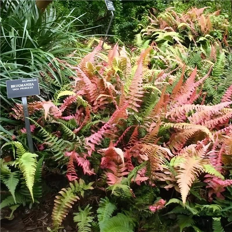 彩虹蕨红盖鳞毛蕨盆栽庭院花园彩色观叶植物M假山鱼池配景耐寒好