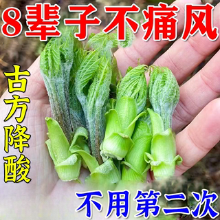 痛风降尿酸茶溶解痛风石去结晶专用菊苣栀子排酸专用手脚关节变形