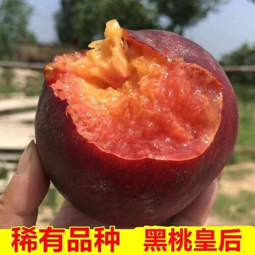 黑桃皇后新鲜血桃蒙阴血丝水蜜桃