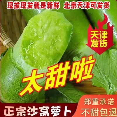 正宗沙窝萝卜脆甜水果萝卜