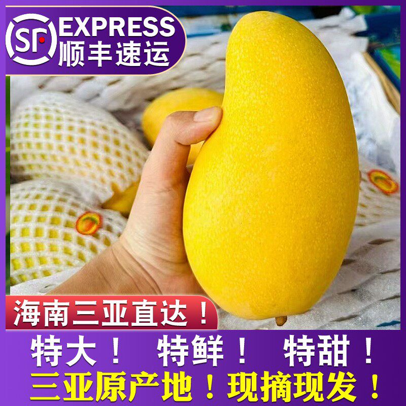 正宗海南大金煌芒树上熟