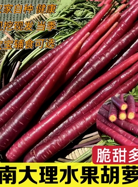 云南大理紫色手指胡萝卜新鲜现挖现发生吃花青素紫皮胡萝卜3斤5斤