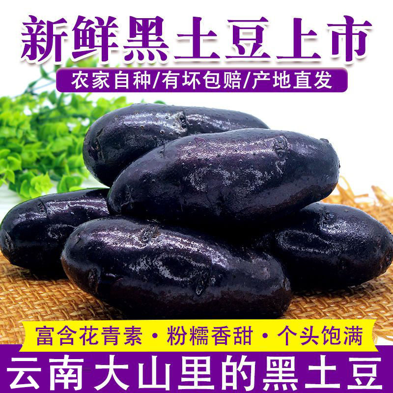 新鲜现挖云南紫土豆七彩土豆黑土豆黑美人黑金刚土豆种孑乌洋芋