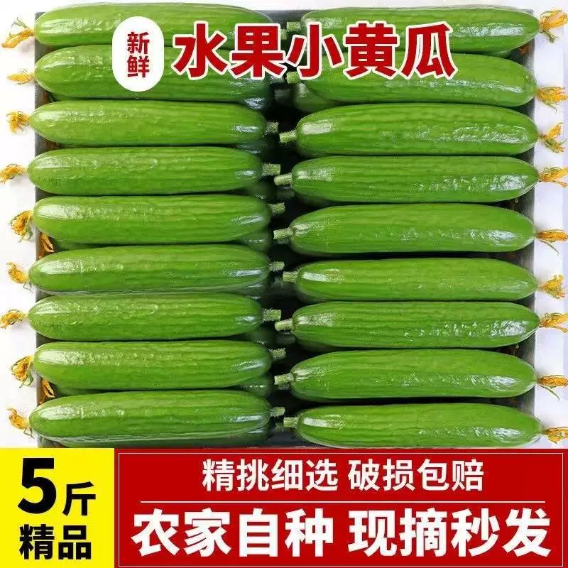 山东寿光水果黄瓜梢瓜生吃脆新鲜荷兰青瓜当季无刺小黄瓜寿光蔬菜