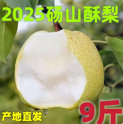 正宗安徽砀山梨新鲜现摘酥梨9斤