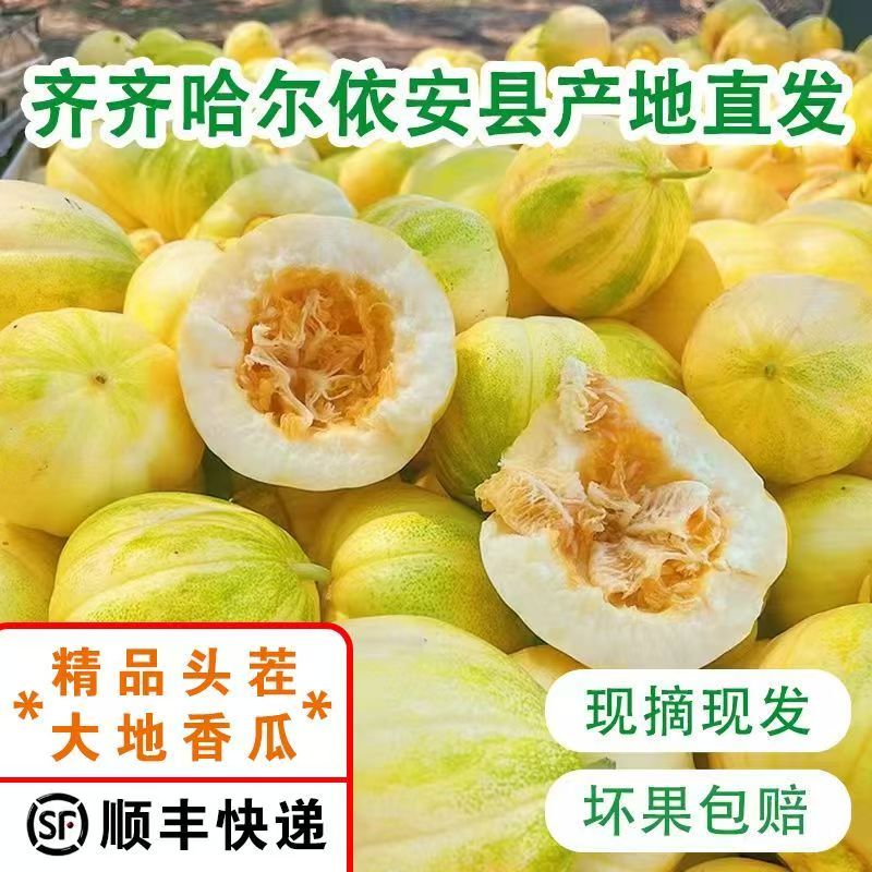 正宗东北大地香瓜新鲜现摘
