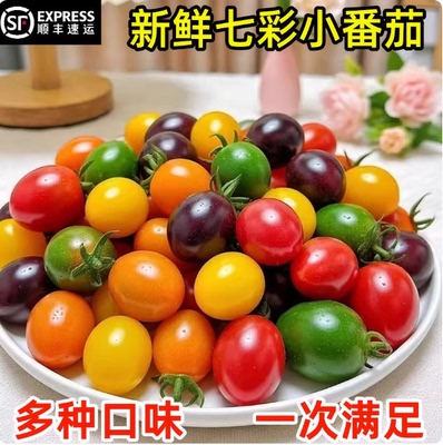 山东寿光七彩小番茄圣女果新鲜现摘小柿子青口蜜千禧果彩色小番茄
