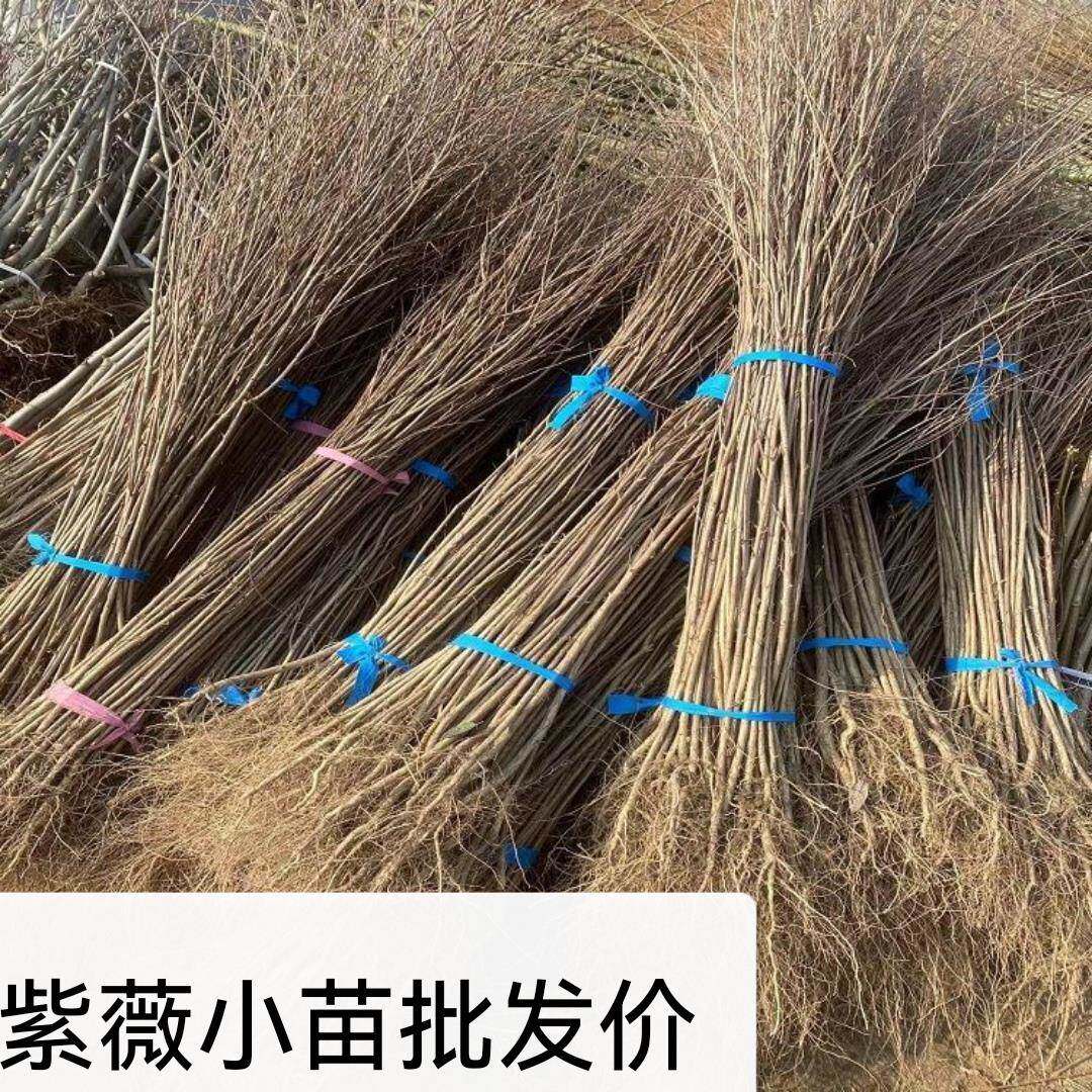 紫薇花树苗痒痒树无皮树百日红盆栽盆景花瓶编织苗别墅庭院景观苗