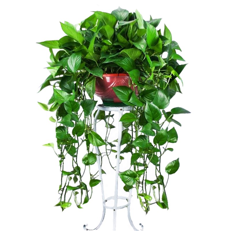 垂藤绿植b大叶绿萝盆栽植物室内大盆四季大型长藤吊兰绿箩客厅观