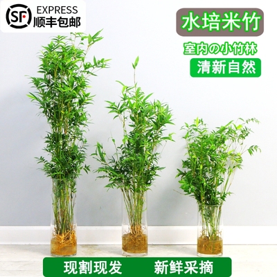水培植物米竹室内盆栽盆景桌面绿植小型凤尾竹微盆景Y竹子苗观赏