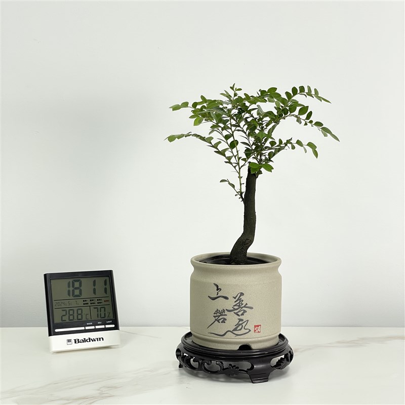 小叶紫檀盆景树桩k植物盆栽室内书房桌面绿植花盆四季常青5年老桩