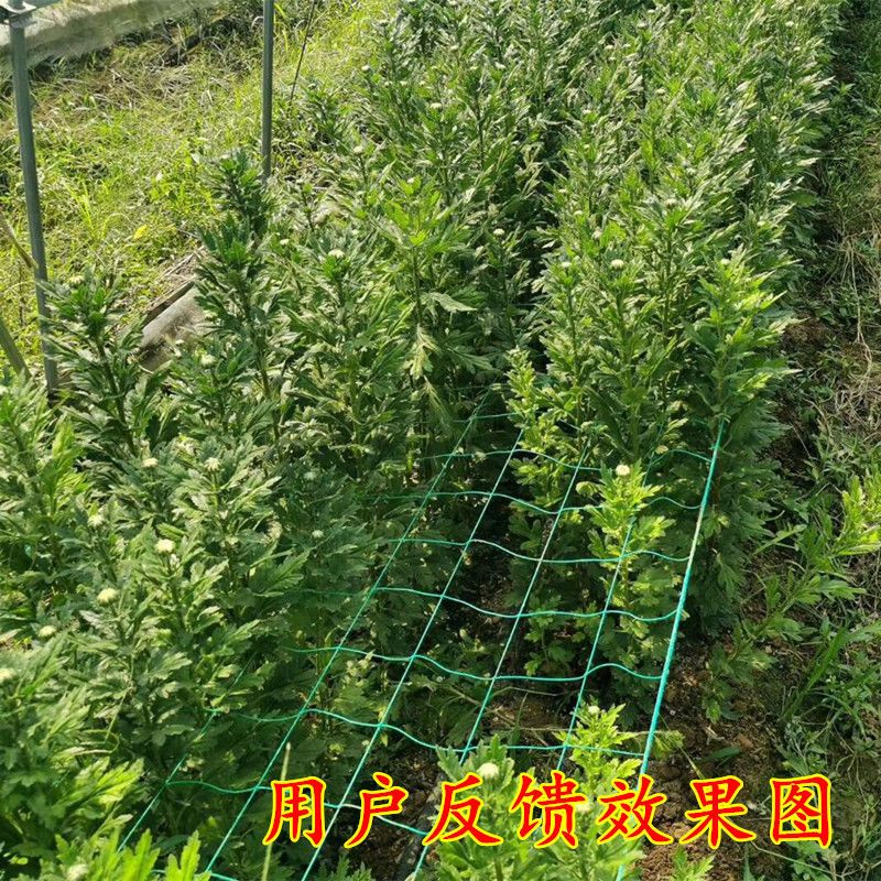 新品豇豆吊瓜丝瓜苦瓜黄瓜豆角百香果专用网植物S爬藤网种植网攀
