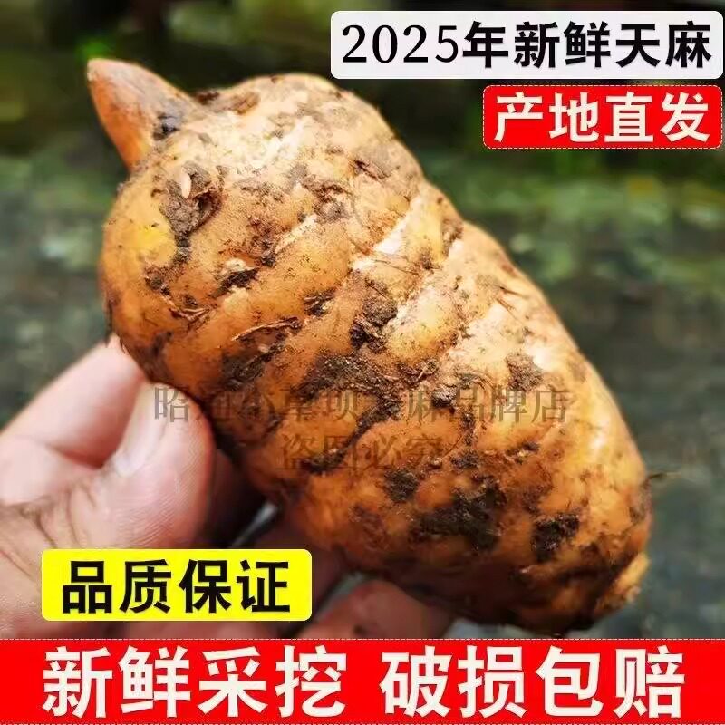 云南昭通小草坝当季新鲜天麻现挖现发正宗野生乌天麻特级500克