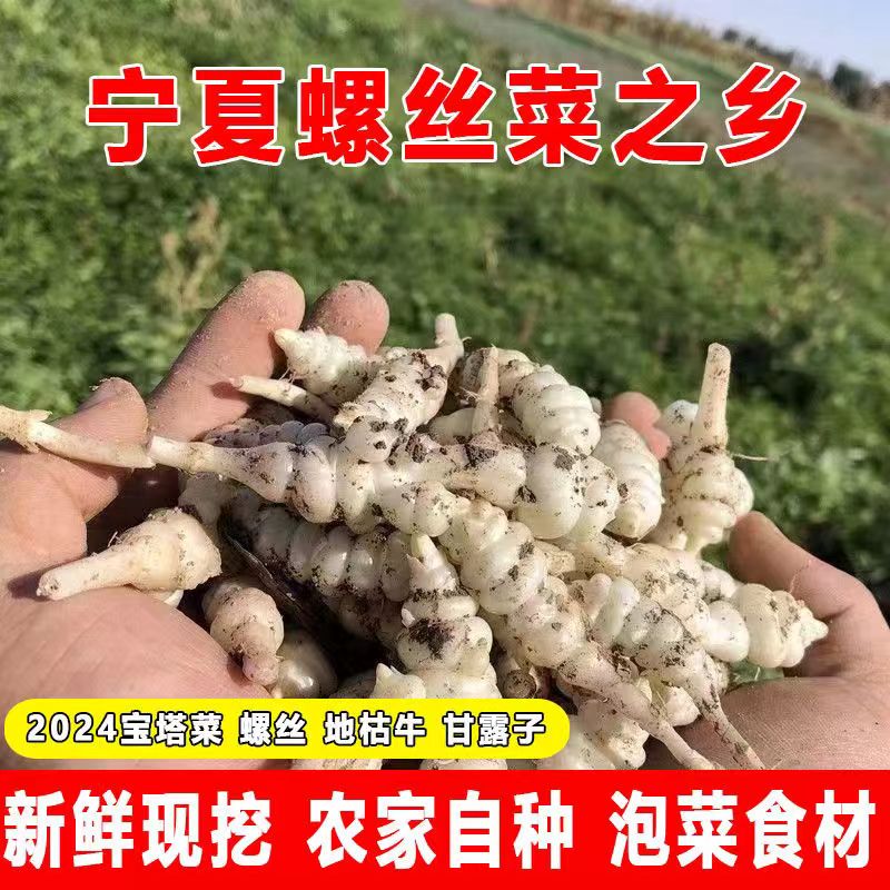 新鲜蔬菜宝塔菜腌制牛葫芦