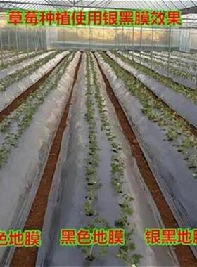 速发菜棚种植f大h蒜黑色果园t打孔保温小G型J农用胶纸透V明薄膜地