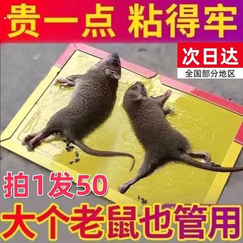 大号粘鼠板老鼠黏强力粘大老鼠胶家用胶粘鼠神器老鼠粘强力粘鼠板