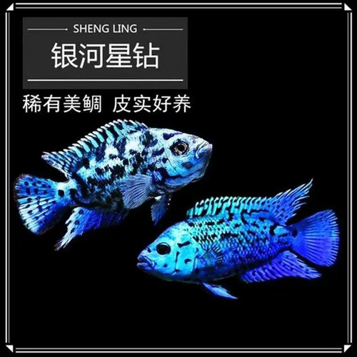 三湖慈鲷短鲷活体观赏鱼新手好养