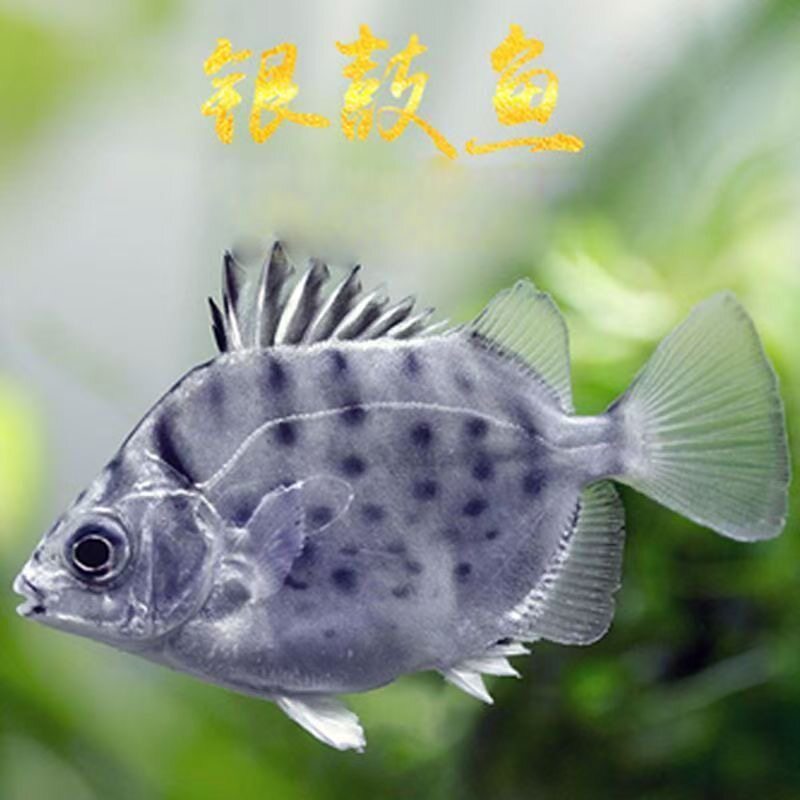 银鼓鱼淡水观赏鱼小型鱼苗活体群游观赏鱼海水淡化鱼群游鱼