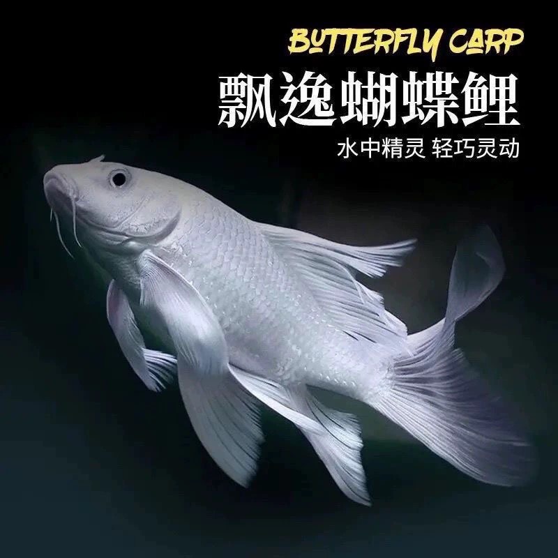 贵妃蝴蝶鲤纯种锦鲤活鱼观赏鱼冷水鱼鱼缸观赏鱼草金鱼活鱼淡水鱼