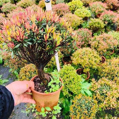 名贵小叶五彩赤楠红杨盆景老桩提根飘枝悬崖赤楠临水造型游龙矮霸