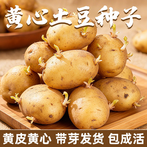 黄心土豆种子带芽秋冬播种