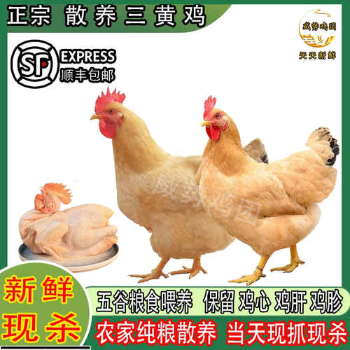 农家散养三黄鸡新鲜现杀3年黄油老母鸡正宗土鸡走地鸡公鸡月子鸡