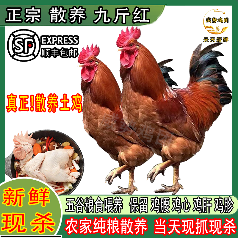 新鲜现杀九斤红大公鸡农村散养公鸡杂粮喂养新鲜鸡肉红玉公鸡整鸡