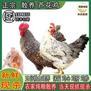 新鲜现杀正宗芦花鸡散养土鸡大公鸡农家散养3年老母鸡煲汤月子鸡