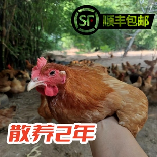 四川雅安大山放养老母鸡土鸡月子鸡2年笨草鸡跑山鸡净重2.5斤左右