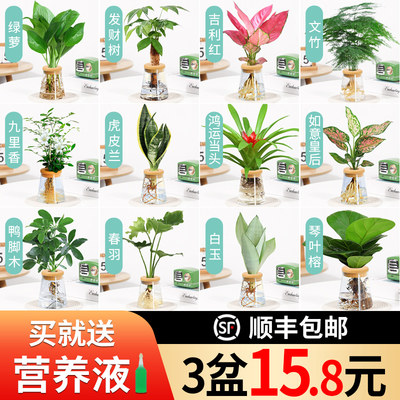 水培植物办公室内桌面花卉绿盆栽