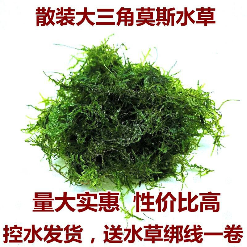 新款鱼缸活体散装莫斯垂泪怪蕨莫丝大三角阴性真水草沉木造景懒人