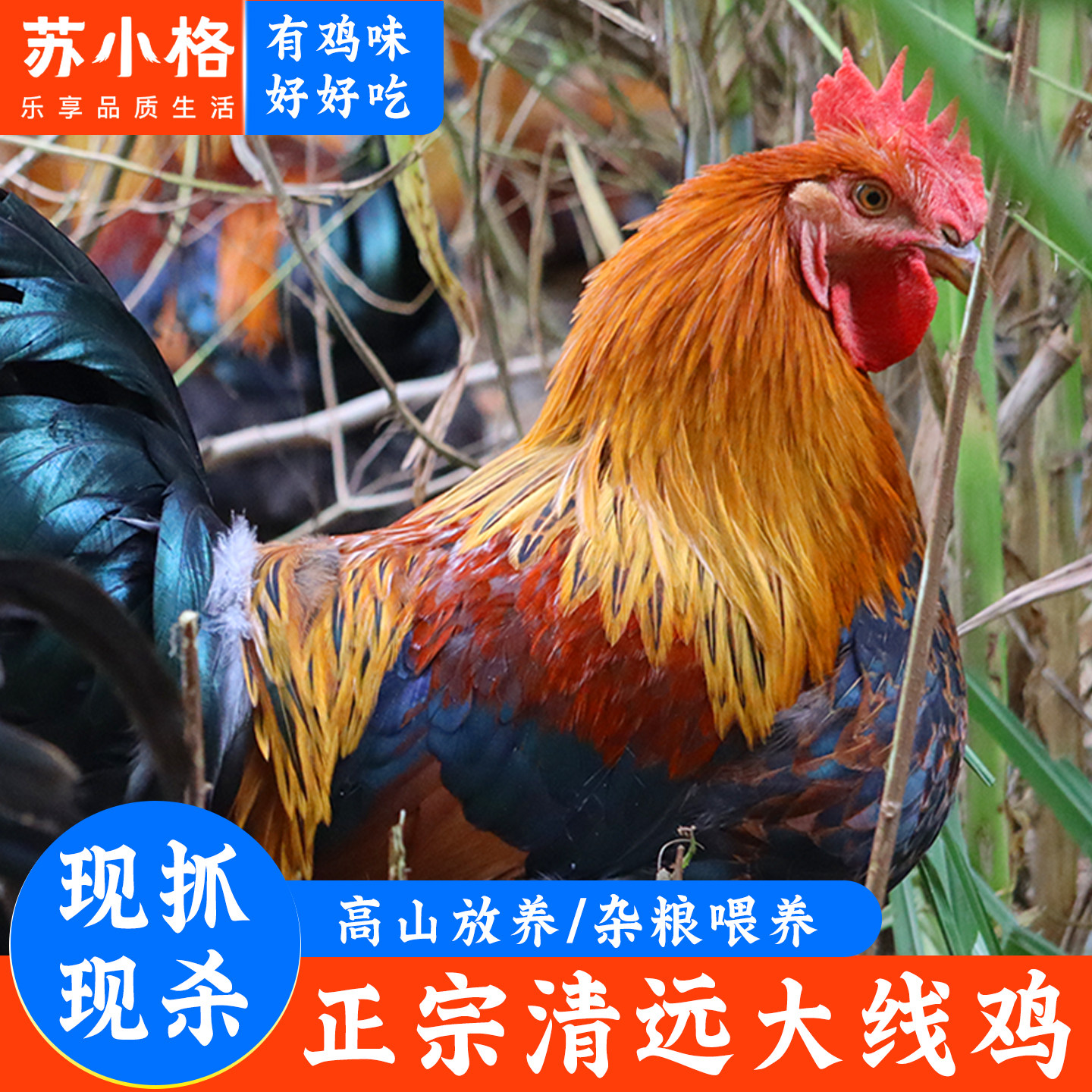 清远阳山大公鸡扇鸡整鸡切块农家散养土鸡新鲜走地月子鸡现杀现发,水产肉类/新鲜蔬果/熟食,整鸡/整鸡制品,淘宝优惠券,粉丝福利购,淘宝优惠卷