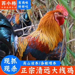 清远阳山大公鸡扇鸡整鸡切块农家散养土鸡新鲜走地月子鸡现杀现发