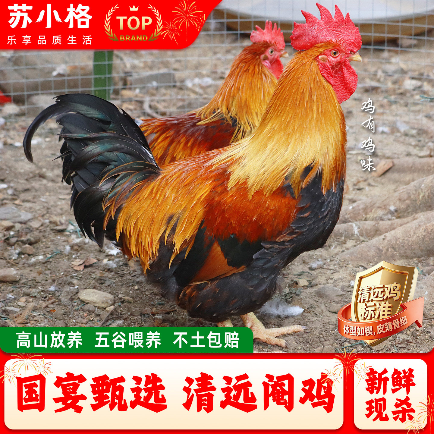 正宗广东清远阳山大公鸡现杀现发图片