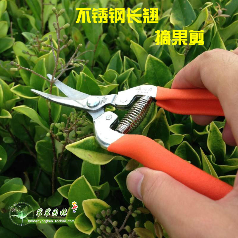 台湾澳森 园林工具园艺剪刀/摘果剪/摘花剪/弯头稀果剪子省力好用图片