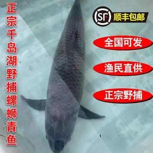 千岛湖正宗野捕螺蛳青鱼黑皖鱼大青鱼新鲜活鱼现杀可活发顺丰包邮