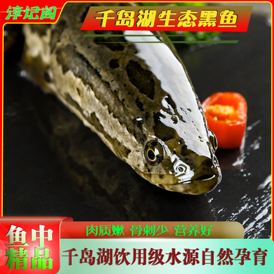 整条鱼千岛湖鲜活甲鱼生态